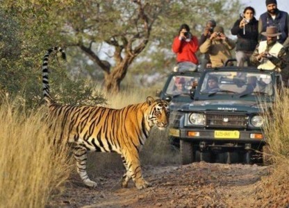 Ranthambore Tour